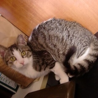 ビビり君キジ白？サバ白