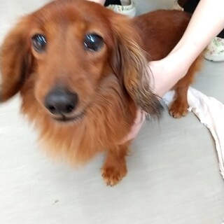 ルークの家族をさがしています