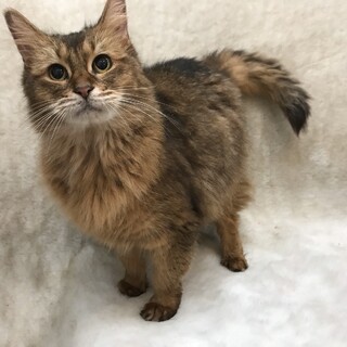 他ブリーダーさんからの女の子