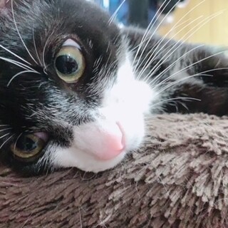 マスク顔の白黒猫さん