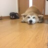 のぐまや