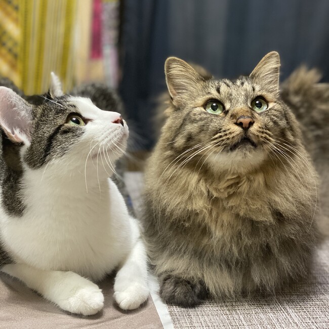 のぐまやのカバー写真