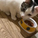 5ヶ月の美人猫です