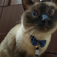 ハナハナ