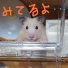 ろこ