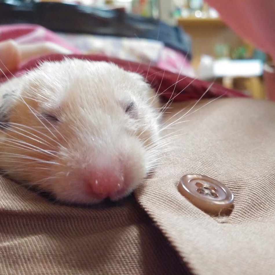 ろこのカバー写真