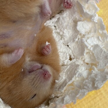 びっくりするじゃんか！