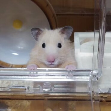 脱走する瞬間を見られてしまった、、