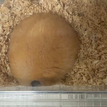 母から肉団子との一言、、、