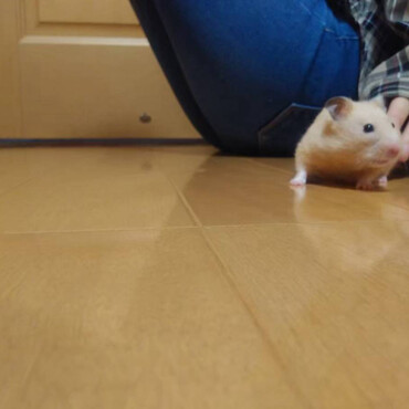 廊下をトコトコ。