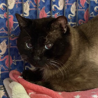 シャムＭＩＸ☆王様くん　４歳