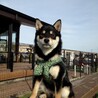 いちご