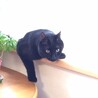 １０ます