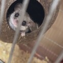 募集停停止中アフリカヤマネ　ノーマルカラー尻尾短め