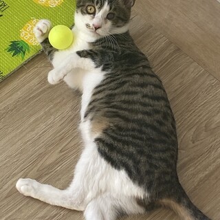 生後7ヶ月甘えん坊のトトちゃん♡