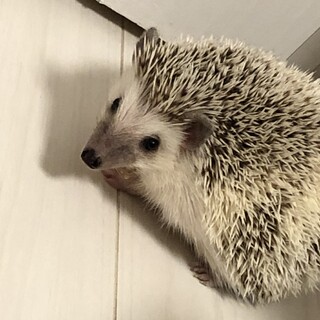 【一旦停止中】ハリネズミ♀里親さん募集