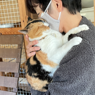 のんびり平和な三毛猫☆ちょっとツンデレ