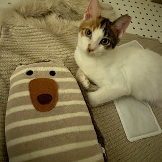 お目めくりくりおてんば女子のミミちゃん♡