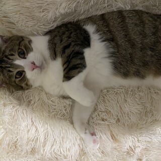 心優しきジャイアントな子猫ボボちゃん♡