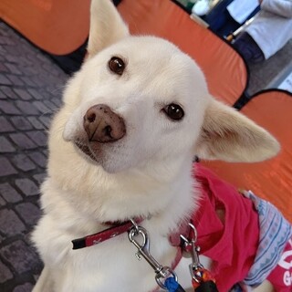 【トライアル決定】甘えっこ小さめ中型犬☆楓ちゃん。