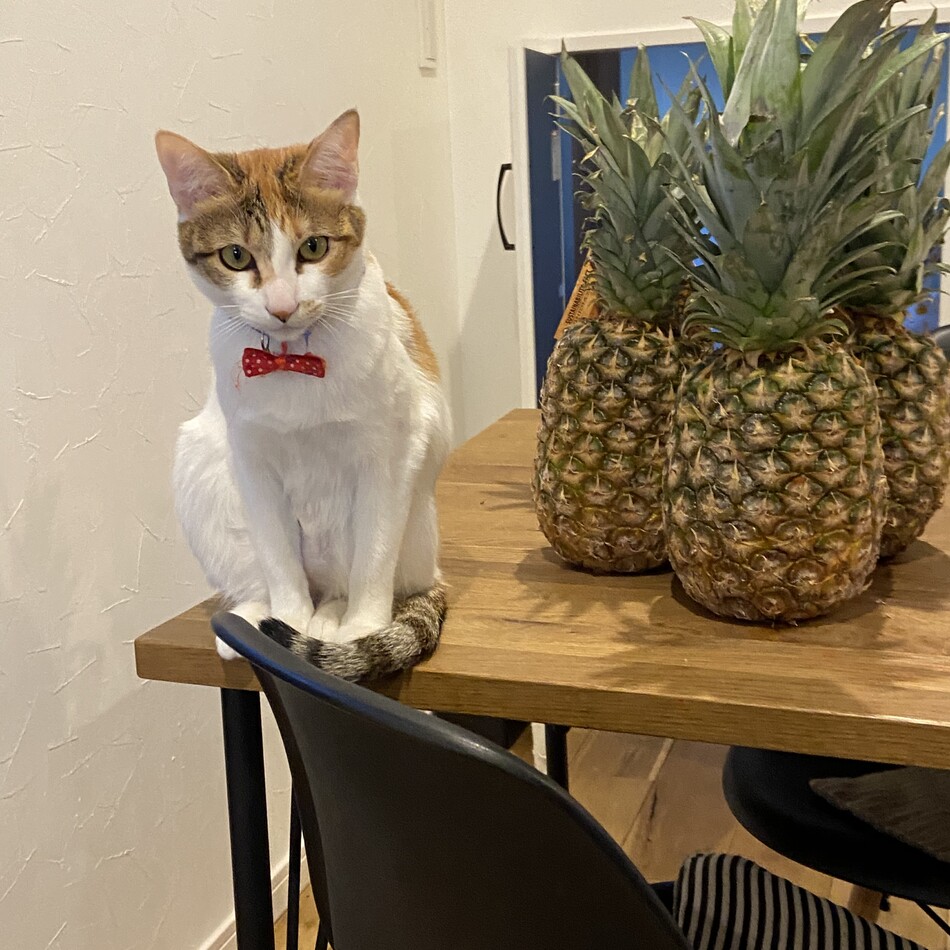 ちびこのカバー写真