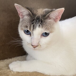 ブルーアイの美形の穏やかな女の子❣️