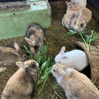 新潟佐渡よりうさぎ♂募集！