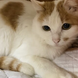 怖い思いをした子にずっとのお家をお願いします❣️