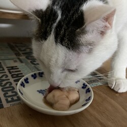 「ユズコさん、ちゅーる フォーエバーｗ」サムネイル2