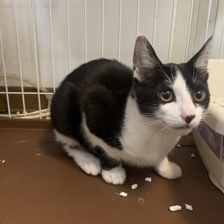 甘えん坊の構ってちゃんお竹ちゃん４ヶ月 避妊手術済