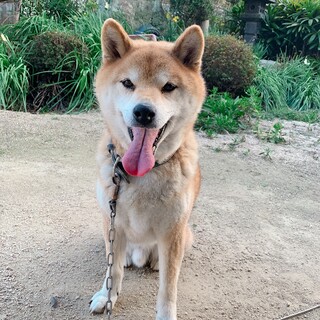 9歳の柴犬の男の子｢太郎｣