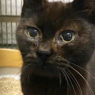 甘えん坊しっぽの長い女の子