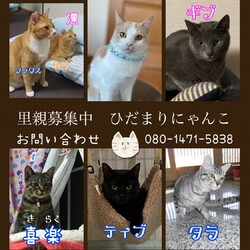 保護猫の譲渡会 サムネイル2