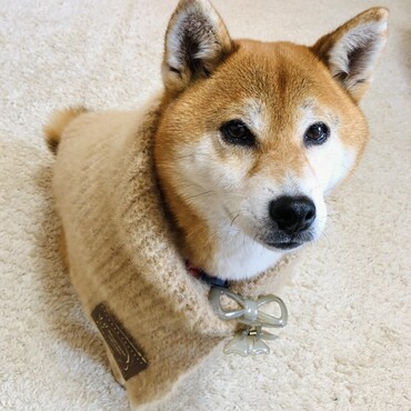 の写真