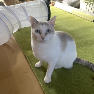母性本能MAXなお母さん猫♥️