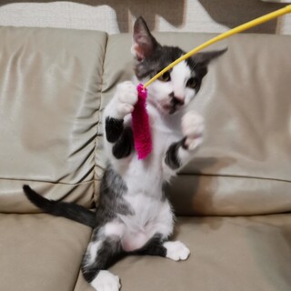 募集停止☆目が合うだけで☆ゴロゴロ言って甘えます♡