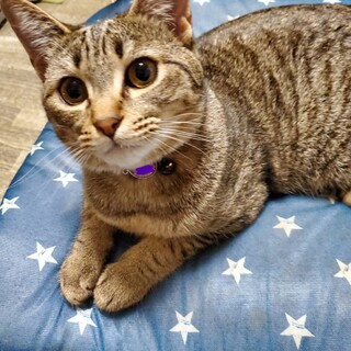 超美猫のキジトラちゃん❤️