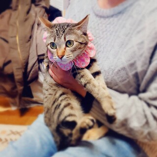 いつまでも子猫みたいな女の子