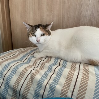 一人遊びが大好きな三毛猫ちゃん✨