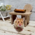 子ハムゴールデンハムスターの里親募集