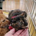 マズルがとってもかわいいオリビア