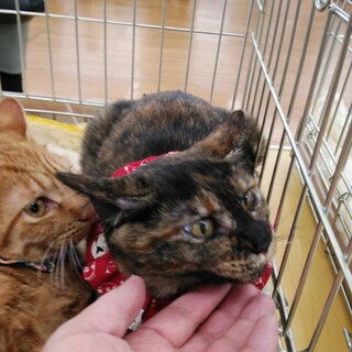 マズルがとってもかわいいオリビア