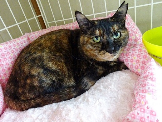 口に釣り針が刺さっていま 兵庫県 猫の里親募集 ペットのおうち 月間利用者150万人