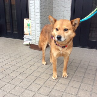 甘えん坊な男子「チャッピー」