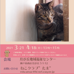 保護猫の里親会