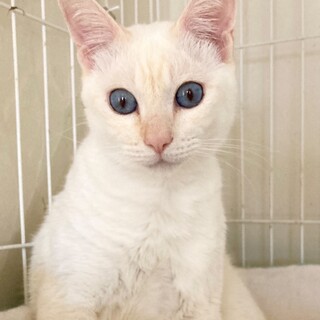 【ピール】体調不良のため一時募集停止