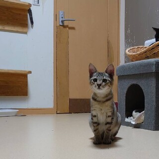 とにかく甘えん坊のとんちゃん、里親さま決定