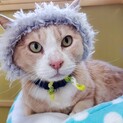 人が大好き、ミントです。