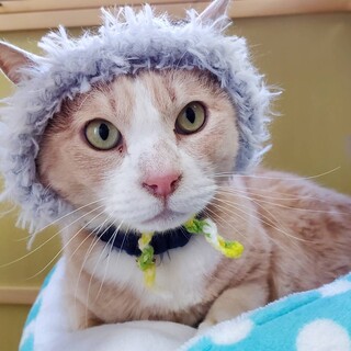 人が大好き、ミントです。