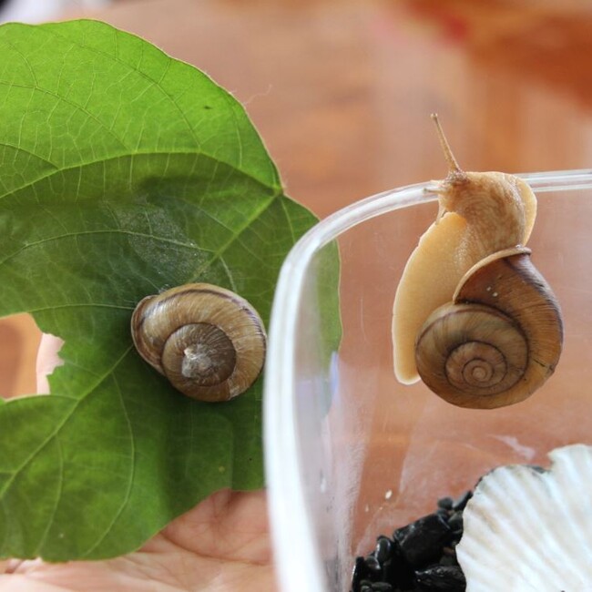 Kaimaiのカバー写真